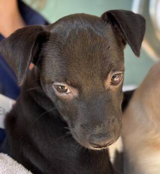 Rolo -  Terrier and Mixed Breed Dog for Adoption in Honolulu, Hawaii - Rolo | PetCurious