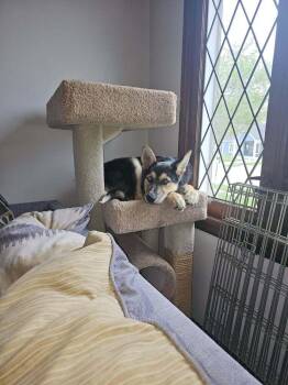 German Shepherd Dog Dogs Available for Adoption in Fredonia, Wisconsin - Greta III | PetCurious