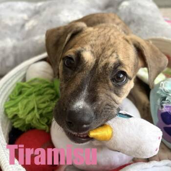 Tiramisu -  Hound and Mixed Breed Dog for Adoption in Ellicott City, Maryland - Tiramisu | PetCurious