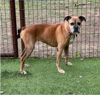 Lucy -  Boxer Dog Available for Adoption in Granbury, Texas - Lucy | PetCurious