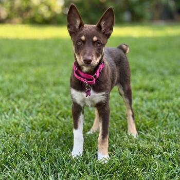 Cattle Dog and Border Collie Dogs Available for Adoption in San Diego, California - Penny Lane | PetCurious