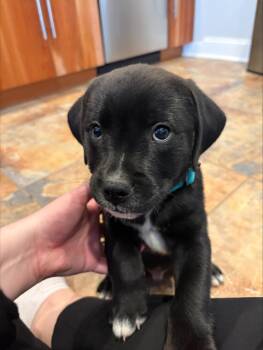 Golden Retriever Dogs Available for Adoption in River Vale, New Jersey - Breezy | PetCurious