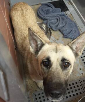 German Shepherd Dog and Mixed Breed Dogs Available for Adoption in Houston, Texas - TINA | PetCurious