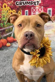 Crumpet -  Mixed Breed Dog for Adoption in Flint, Michigan - Crumpet | PetCurious