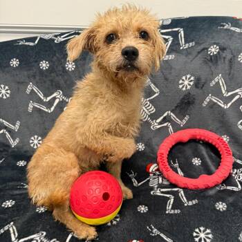 Ralph -  Terrier Dog for Adoption in Houston, Texas - Ralph | PetCurious