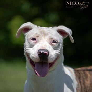 Rescue Mixed Breed Dogs for Adoption in Henderson, Kentucky - Squirt | PetCurious