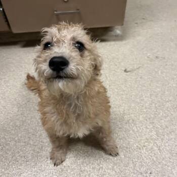 Waffles -  Mixed Breed Dog for Adoption in Bristol, Indiana - Waffles | PetCurious