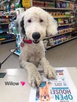 Willow 4.0 -  Old English Sheepdog and Standard Poodle Dog for Adoption in Athens, Ontario - Willow 4.0 | PetCurious