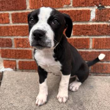 Australian Cattle Dog Blue Heeler Dogs Available for Adoption - Delta Rae  | PetCurious