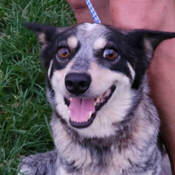 Gizmo Momma Yoyo -  Australian Shepherd and Australian Cattle Dog Blue Heeler Dog for Adoption in Andover, Massachusetts - Gizmo Momma Yoyo | PetCurious
