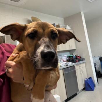 Lana -  Mixed Breed Dog for Adoption in Englewood, Florida - Lana | PetCurious