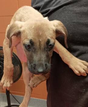 SUNNY -  Black Mouth Cur and Mixed Breed Dog for Adoption - SUNNY | PetCurious