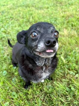 Ender sweet tiny guy -  Chihuahua and Miniature Dachshund Dog for Adoption in Russiaville, Indiana - Ender Sweet Tiny Guy | PetCurious