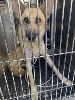 Mixed Breed Dogs Available for Adoption in Dallas, Texas - KATANA | PetCurious