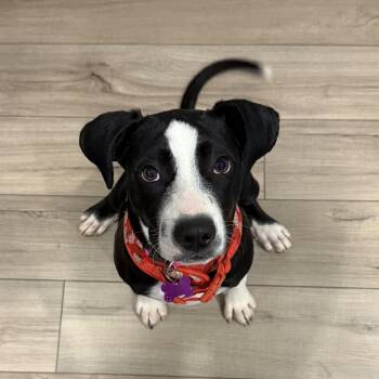 Rescue Pit Bull Terrier Dogs for Adoption in Columbia, South Carolina - Jammies | PetCurious