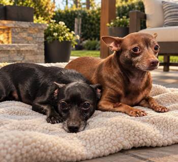 Coal and Coco -  Chihuahua Dog for Adoption in Orange, California - Coal And Coco | PetCurious