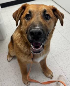 Shepherd and Labrador Retriever Dogs Available for Adoption in Winnipeg, Manitoba - Christiano | PetCurious