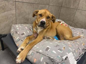 Rescue Shepherd Dogs for Adoption in New York, New York - Toby Bean TX | PetCurious