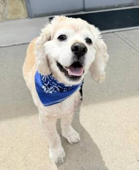 Curly -  Cocker Spaniel Dog for Adoption in Long Beach, New York - Curly | PetCurious