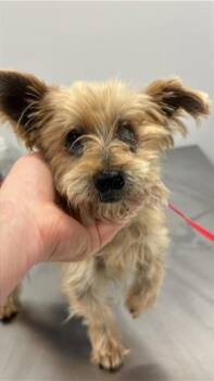 Yorkshire Terrier and Mixed Breed Dogs Available for Adoption in Corpus Christi, Texas - HARRY | PetCurious
