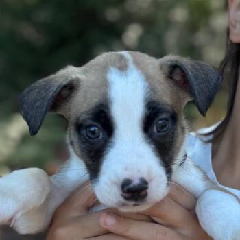 Slinky -  Mixed Breed Dog for Adoption in Tacoma, Washington - Slinky | PetCurious
