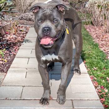 CANNON -  Pit Bull Terrier Dog for Adoption in St. Louis, Missouri - CANNON | PetCurious