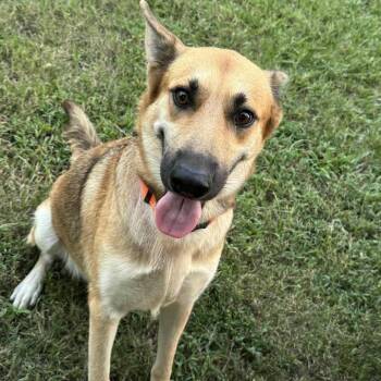 Rescue German Shepherd Dog Dogs for Adoption in Lucas, Texas - GEMMA GS | PetCurious