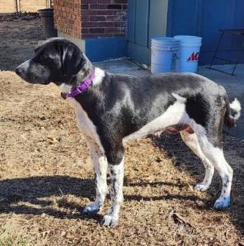Mixed Breed Dogs Available for Adoption - Olivia | PetCurious