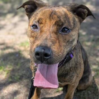Rescue Terrier Dogs for Adoption in Syracuse, New York - Henny | PetCurious