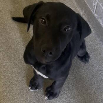 Issac -  Labrador Retriever Dog for Adoption in New Philadelphia, Ohio - Issac | PetCurious