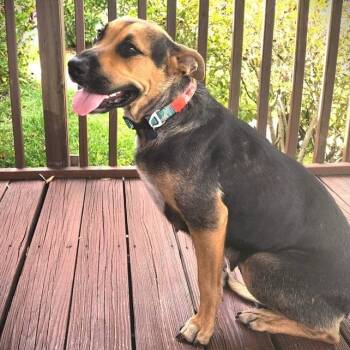 Shepherd Dogs Available for Adoption in Palm Harbor, Florida - Kenna | PetCurious