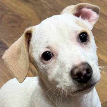 Mixed Breed Dogs Available for Adoption in Pleasanton, California - Dalinar | PetCurious