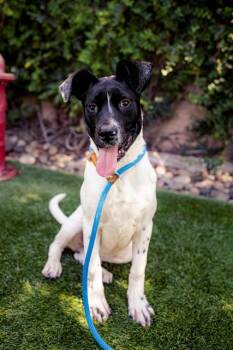 BULLSEYE -  Labrador Retriever and Mixed Breed Dog for Adoption in San Jose, California - BULLSEYE | PetCurious
