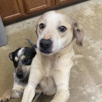 Cattle Dog Dogs Available for Adoption - Danny - 021715U | PetCurious