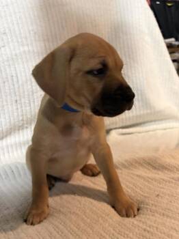 Boxer Dogs Available for Adoption in Naperville, Illinois - Blackberry | PetCurious