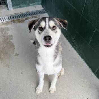 Husky and Labrador Retriever Dogs Available for Adoption in Carencro, Louisiana - Sonic Tots | PetCurious