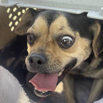 Pug and Chihuahua Dogs Available for Adoption - Marcella | PetCurious