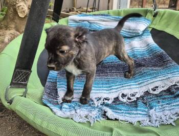 Pit Bull Terrier and Labrador Retriever Dogs Available for Adoption in Holly Springs, North Carolina - Little Lulu - Zoey