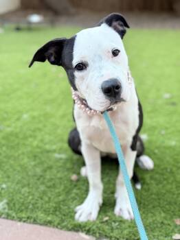 Panda -  Pit Bull Terrier Dog for Adoption in Riverside, California - Panda | PetCurious