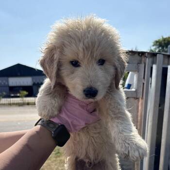 Great Pyrenees Dogs Available for Adoption in Columbia, South Carolina - Canello | PetCurious