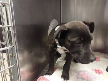 Pit Bull Terrier and Mixed Breed Dogs Available for Adoption in Antioch, California - SEQUOIA | PetCurious