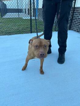 26-448 Duke -  Pit Bull Terrier Dog for Adoption in Tarboro, North Carolina - 26-448 Duke | PetCurious