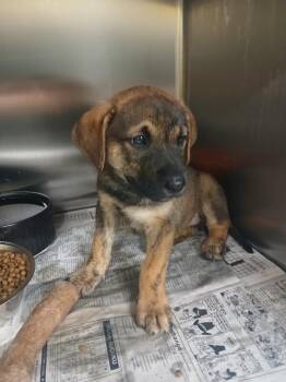 Woody -  Mixed Breed and Labrador Retriever Dog for Adoption in Jackson, Tennessee - Woody | PetCurious