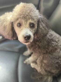 Cooper -  Miniature Poodle Dog for Adoption in Yuba City, California - Cooper | PetCurious