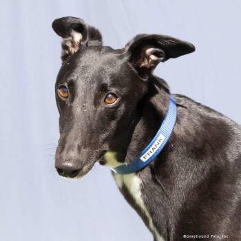 Frank -  Greyhound Dog for Adoption in Woodinville, Washington - Frank | PetCurious