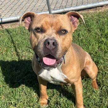 Rescue Mixed Breed Dogs for Adoption in League City, Texas - Cheese | PetCurious