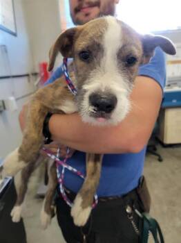 Rescue Parson Russell Terrier and Mixed Breed Dogs for Adoption in Camarillo, California - SKIPPER | PetCurious