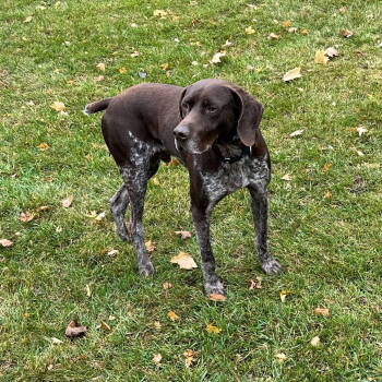 Rescue German Shorthaired Pointer Dogs for Adoption in Omaha, Nebraska - Winchester | PetCurious