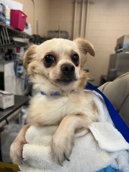 TIMMY -  Chihuahua and Pekingese Dog for Adoption in Chula Vista, California - TIMMY | PetCurious