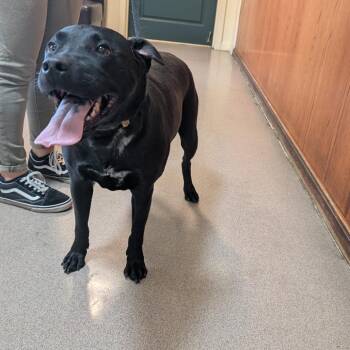 Chomp -  Pit Bull Terrier and Mixed Breed Dog for Adoption in Pasadena, California - Chomp | PetCurious